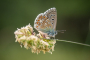 Blaveta lluent (Lysandra bellargus) Foto: Xavier Florensa