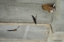 Imatge: oreneta cua-rogenca i altres espècies properes en vol 