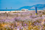 Vegetació dunar a la platja de Castelldefels en ple esclat primaveral. Autor: Robert Ramos (AMB)