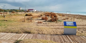 Finalitza la campanya de tardor de retirada de vegetació invasora a les platges metropolitanes