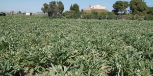 Els espais agraris, eines per al desenvolupament i gestió del territori