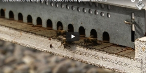 Les abelles, unes excel·lents indicadores de la qualitat ambiental