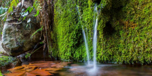 Fonts del Montseny