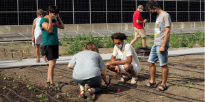 L’hort de la coberta del Mercat Vall d’Hebron – Teixonera ja està en marxa