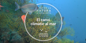Estat Natura 2020: El canvi climatic al mar
