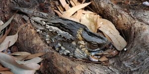 Catàleg de vertebrats del Parc del Montnegre i el Corredor