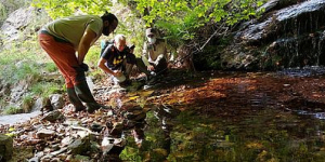 El Zoo participa en la reintroducció de més de 320 tritons del Montseny al seu hàbitat natural