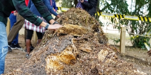 Reconvertida en refugi de biodiversitat l’alzina talada del parc de Can Vidalet