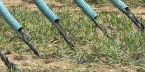 Nou projecte LIFE: “AGRICLOSE” del DARP, amb la finalitat de promoure noves estratègies de fertilització
