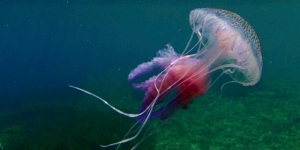 MedusApp: Una aplicació per localitzar meduses a les platges