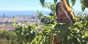 Atles de Biodiversitat de Barcelona: una eina per conèixer i protegir la flora i la fauna de la ciutat