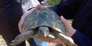 Alliberament de 300 exemplars de tortugues mediterrànies al Parc del Garraf