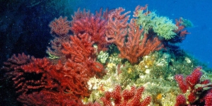‘Atles del mar’: crònica de les amenaces als ecosistemes marins de tot el planeta