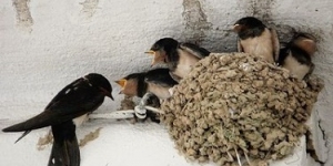 Preservació de la fauna que habita en els edificis