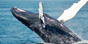 Crida per reduir la contaminació acústica als oceans