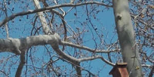 Més de 60 caixes refugi per a ratpenats i dragons en diferents arbres de Vilafranca