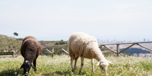 Un ramat a Collserola per a la prevenció d’incendis