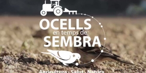 Ocells en temps de sembra