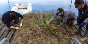 Avià aposta per la reintroducció de fauna autòctona al llac de Graugés