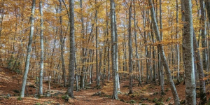 Laboratori Forestal
