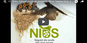 Nius. Seguint els ocells des d'on naixen