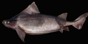 Guia per reconèixer les espècies de peixos protegides a les Illes Balears
