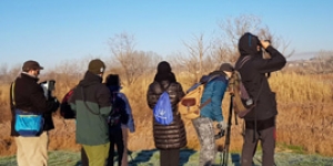 Cens d’ocells aquàtics hivernants al Parc de la Mitjana i Aiguamolls de Rufea, a Lleida