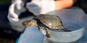 El Parc Natural del Delta de l’Ebre allibera una cinquantena de tortugues d’estany