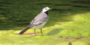 Gairebé 600 observacions han permès identificar més de 220 espècies diferents de flora i fauna a la metròpolis de Barcelona