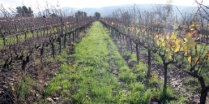 Cinquena edició del Concurs: Idees innovadores pel Canvi Climàtic i viticultura al Penedès