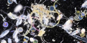 Molts microplàstics que s'acumulen al fons del mar provenen de la nostra rentadora