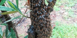 L'AMB eixamena les abelles als parcs per protegir-les