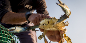 El pop podria ser un bon aliat per controlar l’expansió del cranc blau al delta de l'Ebre