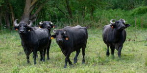 Gestió d’aiguamolls a través de la pastura amb búfals d’aigua a Banyoles