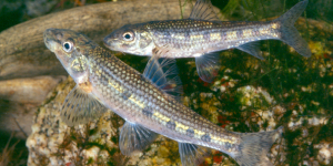 Un estudi de la UB alerta de l’impacte ecològic de les espècies de peixos natius introduïts en conques hidrogràfiques del seu territori que no els corresponen