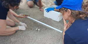La tortuga careta nidifica per primer cop a la Costa Brava