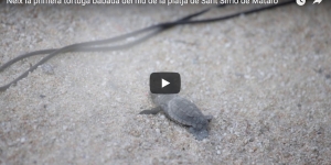 Neixen les primeres tortugues babaues procedents de la posta de la platja de Sant Simó de Mataró