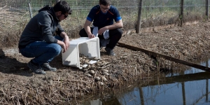 Alliberen una cinquantena de tortugues d'estany al Parc Natural del Delta de l'Ebre