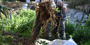 La Generalitat intervindrà a 11 km del riu Mogent per eliminar una de les plantes aquàtiques invasores més perjudicials