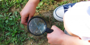 Tretze centres educatius de Vic participen en un inventari sobre la biodiversitat d’espècies animals i vegetals als patis