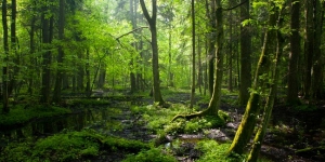 Els boscos que emmagatzemen més carboni també tenen més biodiversitat