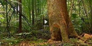 Els boscos tropicals no poden absorbir més CO2 i el canvi climàtic arribarà abans