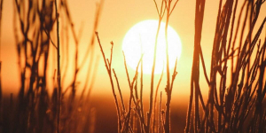 Gairebé el 40% de morts per calor arreu del món són a causa del canvi climàtic