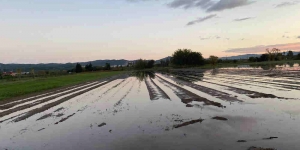 74 milions d’euros per millorar l’estat ambiental del Delta del Llobregat i del Parc Agrari