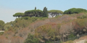 El Consell Comarcal del Maresme ultima la creació d'una agència de boscos
