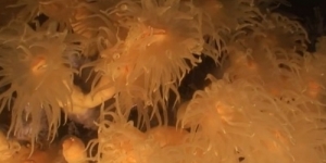 Descobertes unes riques comunitats de coralls al canyó submarí de Palamós