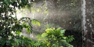 El futur de la selva de l’Amazones en mans dels arbres més petits