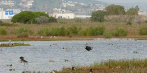 Territori i Sostenibilitat comença a treballar en l’ampliació de les ZEPA al delta del Llobregat