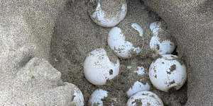 Primer niu detectat de la temporada de tortuga babaua a les costes catalanes