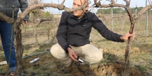 Es posa en marxa l'Observatori de la Sequera de l'Alt Penedès per combatre els efectes del canvi climàtic a la vinya